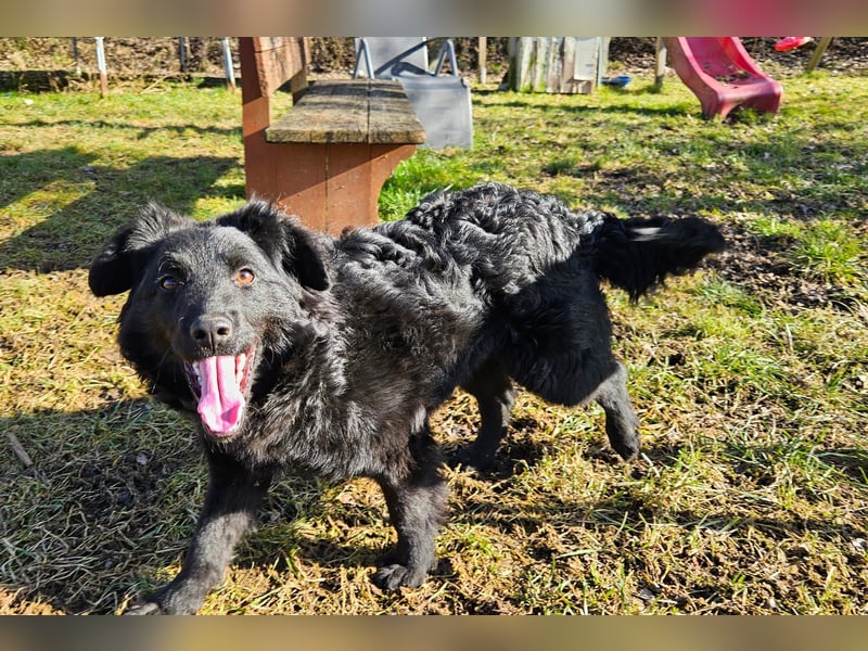 Australian Shepherd Mischlingshündin