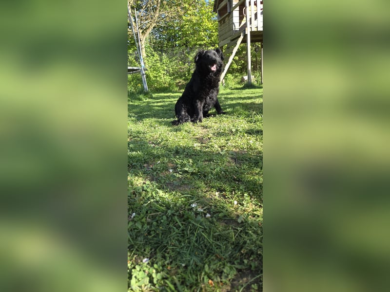 Australian Shepherd Mischlingshündin