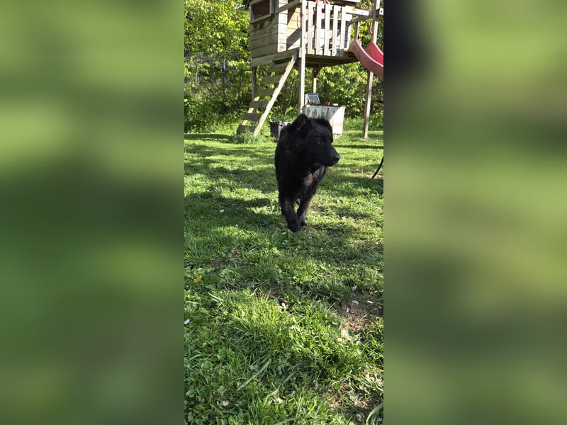 Australian Shepherd Mischlingshündin