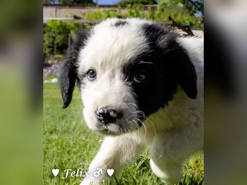 Felix und seine Geschwister suchen ein Zuhause