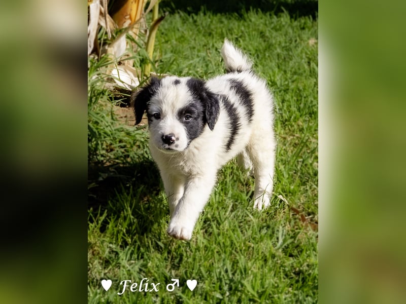 Felix und seine Geschwister suchen ein Zuhause