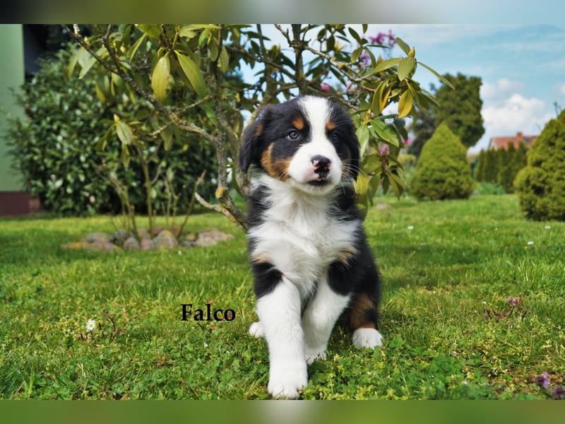 Bildhübsche Australian Shepherd Welpen abzugeben