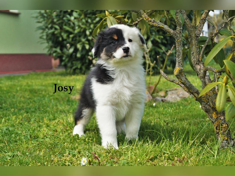 Bildhübsche Australian Shepherd Welpen abzugeben