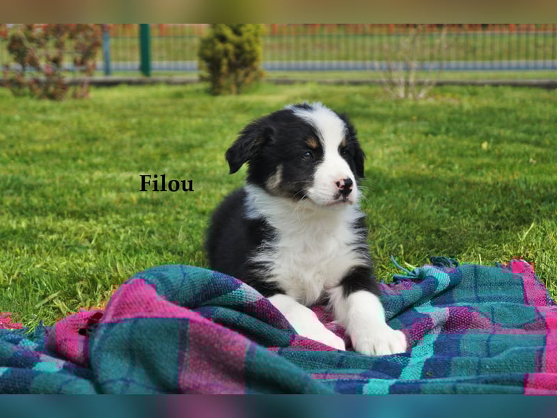 Bildhübsche Australian Shepherd Welpen abzugeben