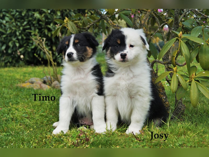 Bildhübsche Australian Shepherd Welpen abzugeben