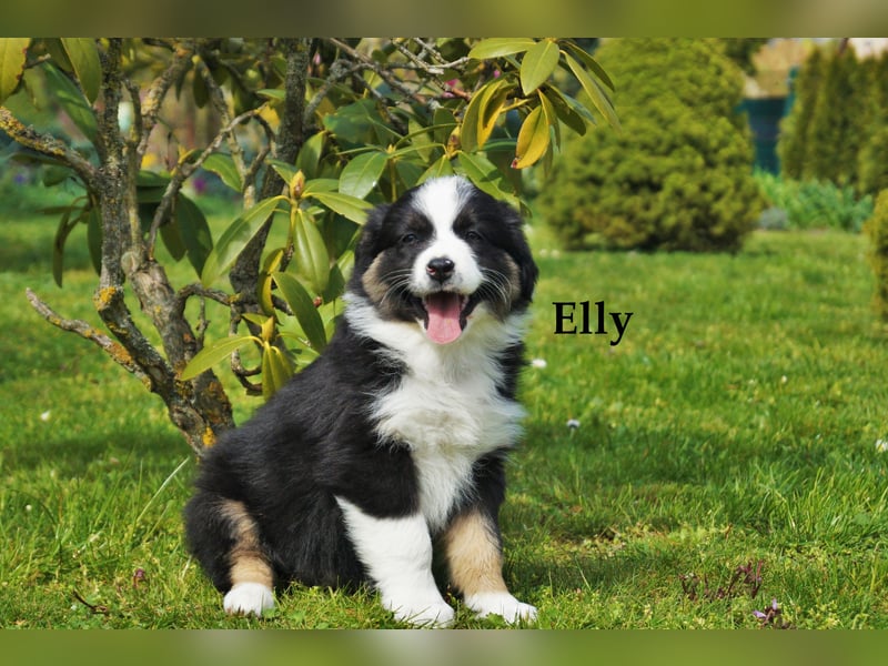 Bildhübsche Australian Shepherd Welpen abzugeben