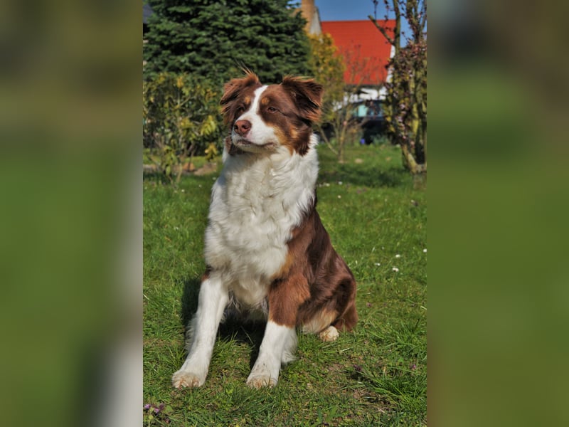 Bildhübsche Australian Shepherd Welpen abzugeben