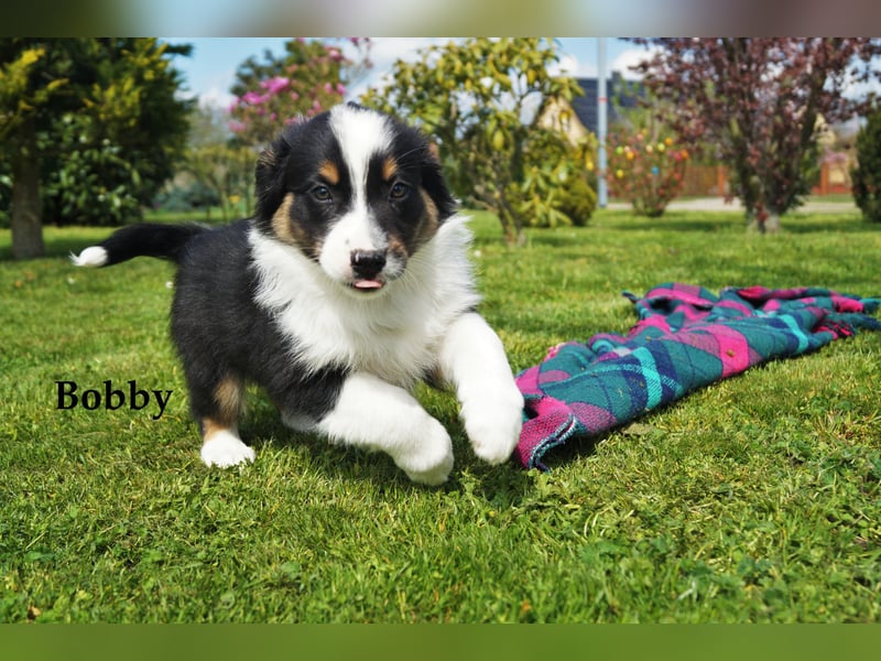 Bildhübsche Australian Shepherd Welpen abzugeben