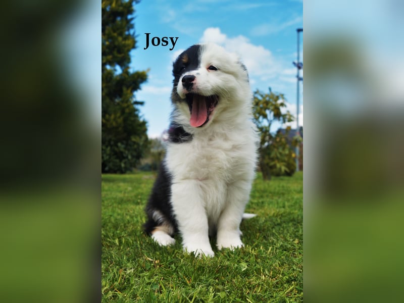 Bildhübsche Australian Shepherd Welpen abzugeben