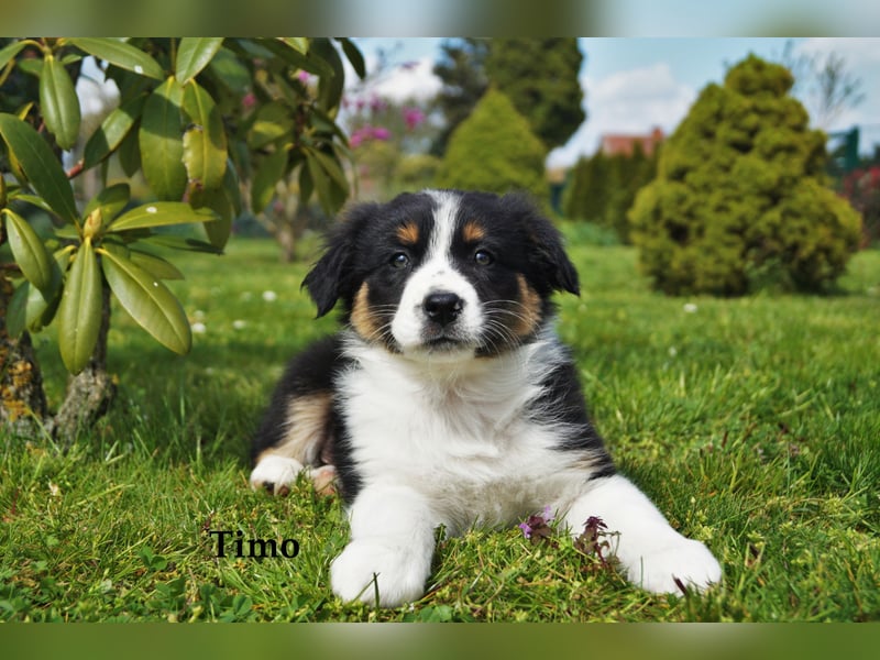 Bildhübsche Australian Shepherd Welpen abzugeben