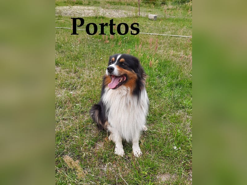 Bildhübsche Australian Shepherd Welpen abzugeben