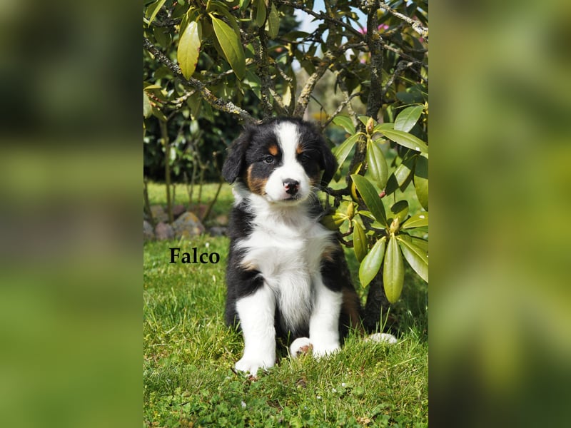 Bildhübsche Australian Shepherd Welpen abzugeben