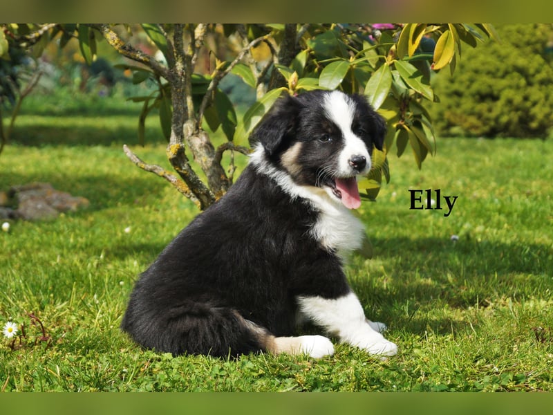 Bildhübsche Australian Shepherd Welpen abzugeben