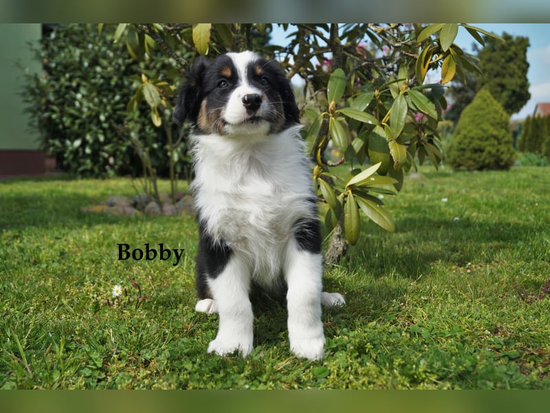 Bildhübsche Australian Shepherd Welpen abzugeben