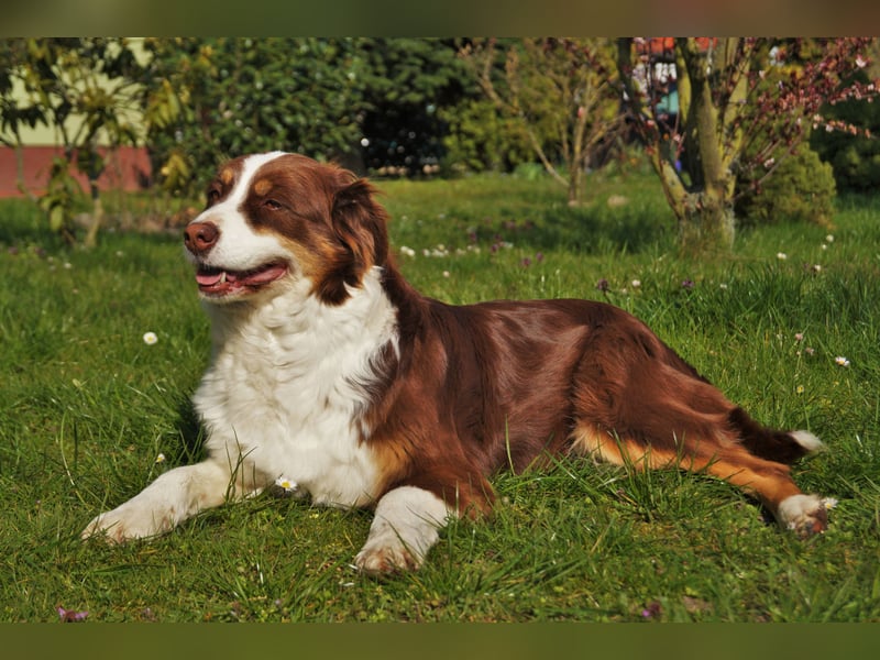 Bildhübsche Australian Shepherd Welpen abzugeben