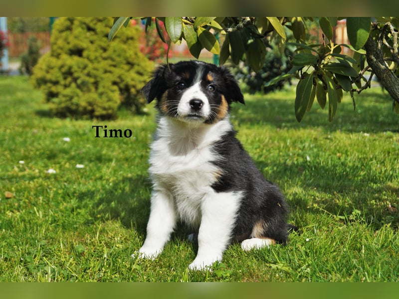 Bildhübsche Australian Shepherd Welpen abzugeben