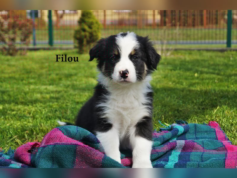 Bildhübsche Australian Shepherd Welpen abzugeben