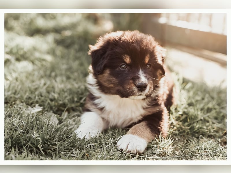 Wunderschöne Australian Shepard Welpen