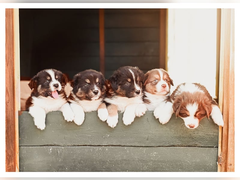 Wunderschöne Australian Shepard Welpen