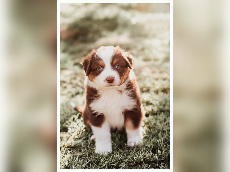 Wunderschöne Australian Shepard Welpen