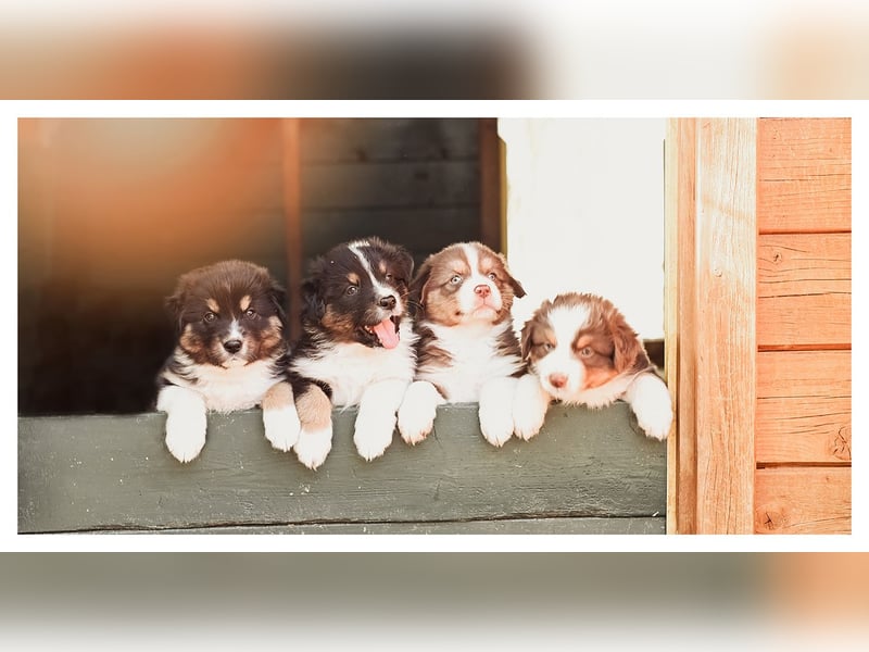 Wunderschöne Australian Shepard Welpen