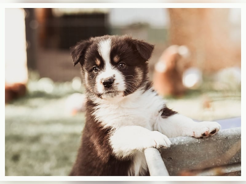Wunderschöne Australian Shepard Welpen