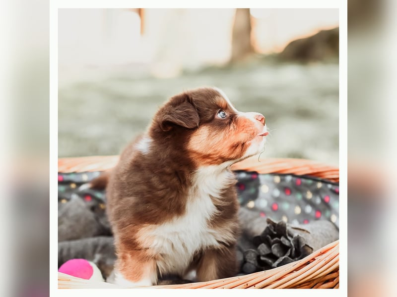 Wunderschöne Australian Shepard Welpen
