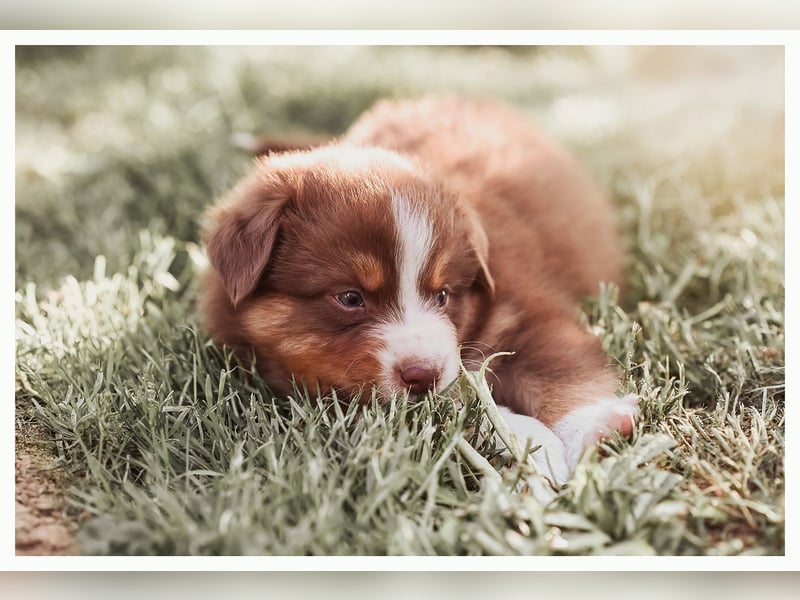 Wunderschöne Australian Shepard Welpen