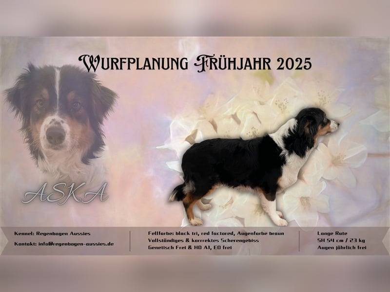 Wurfplanung Mai 2025 Australian Shepherd Welpen