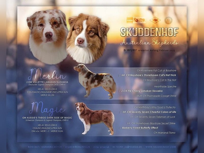 Skuddenhof Aussie´s