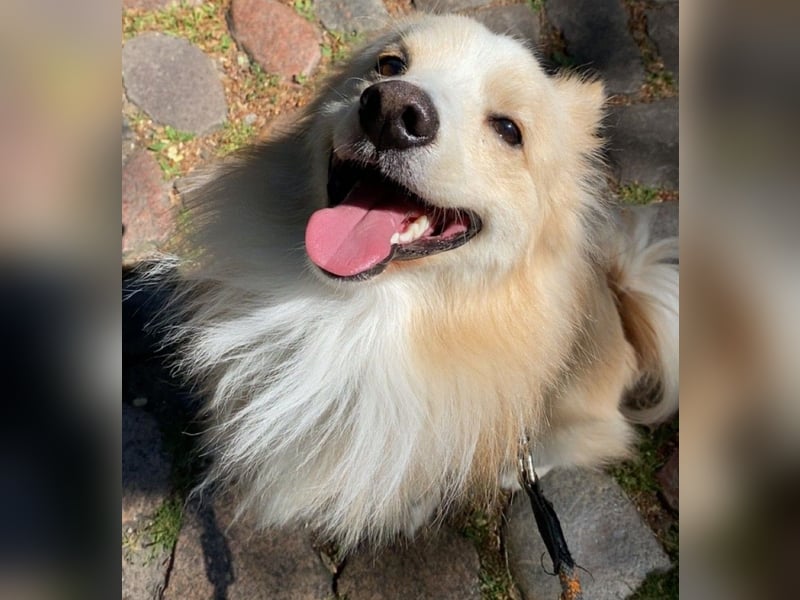 Besonderer Hund sucht besonderes Menschen
