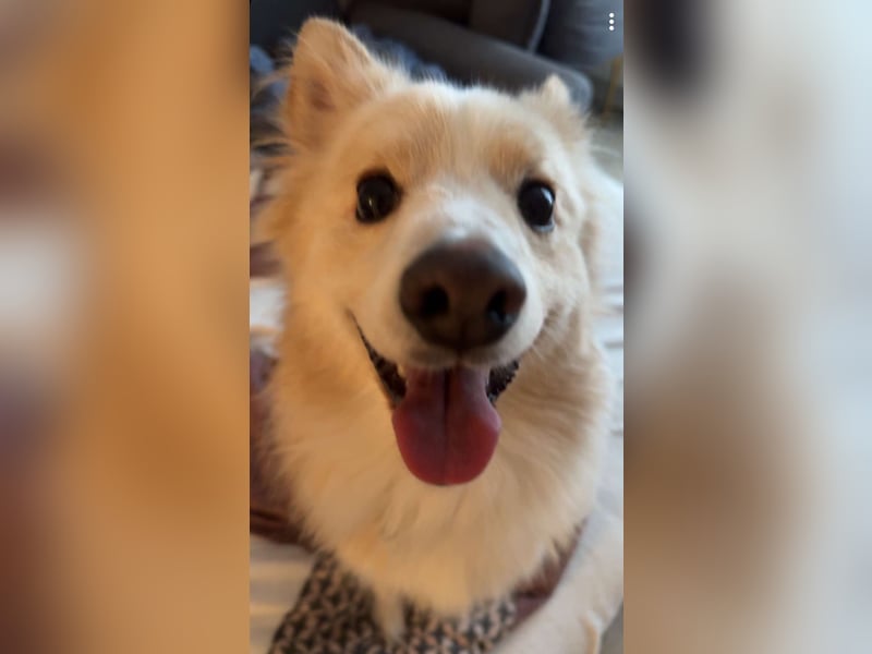 Besonderer Hund sucht besonderes Menschen