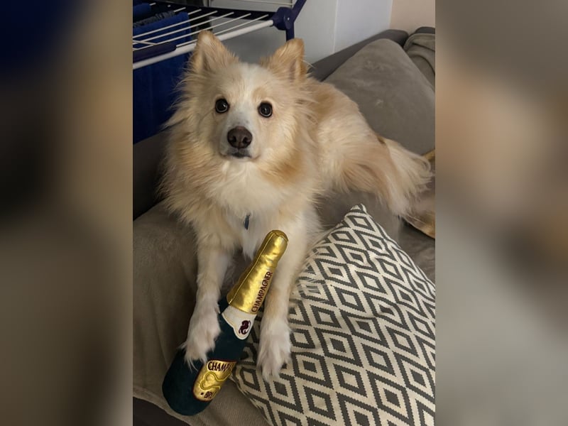 Besonderer Hund sucht besonderes Menschen