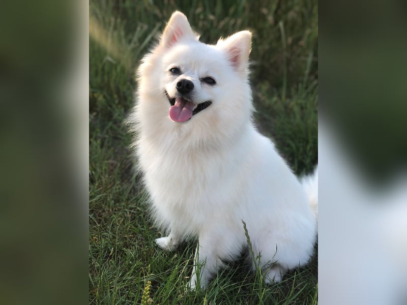 Besonderer Hund sucht besonderes Menschen