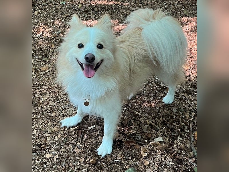 Besonderer Hund sucht besonderes Menschen