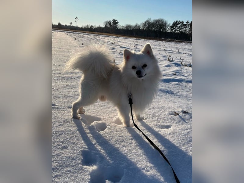 Besonderer Hund sucht besonderes Menschen