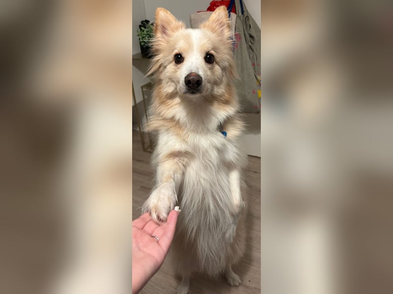 Besonderer Hund sucht besonderes Menschen