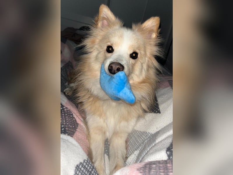 Besonderer Hund sucht besonderes Menschen