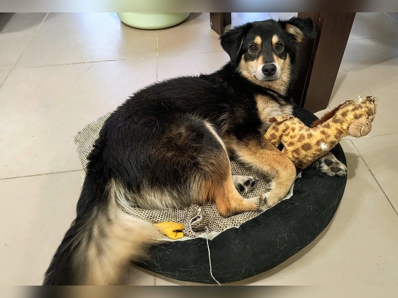 Die wunderhübsche Safira ( engl.Shepard) lebt bei einer Pflegestelle in Rumänien