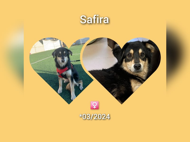 Die wunderhübsche Safira ( engl.Shepard) lebt bei einer Pflegestelle in Rumänien