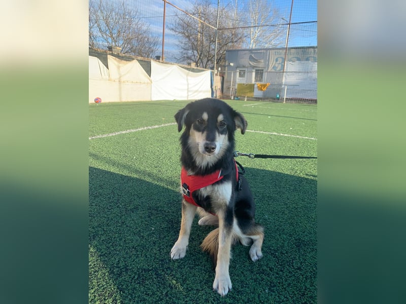 Die wunderhübsche Safira ( engl.Shepard) lebt bei einer Pflegestelle in Rumänien