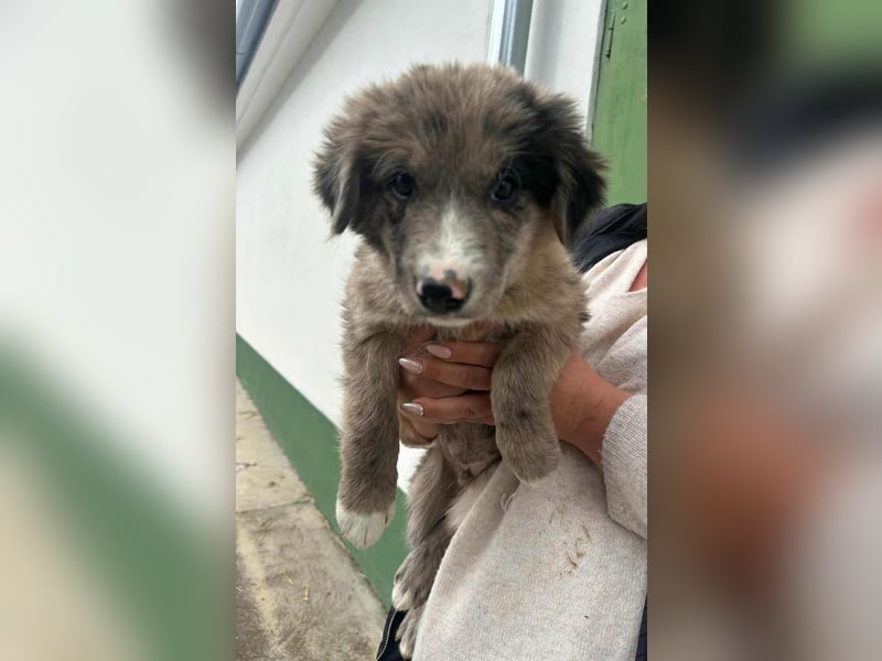 Dolfi, geboren 02.07.2025, 33cm sucht tierliebe Menschen