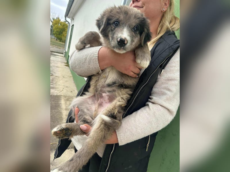 Dolfi, geboren 02.07.2025, 33cm sucht tierliebe Menschen