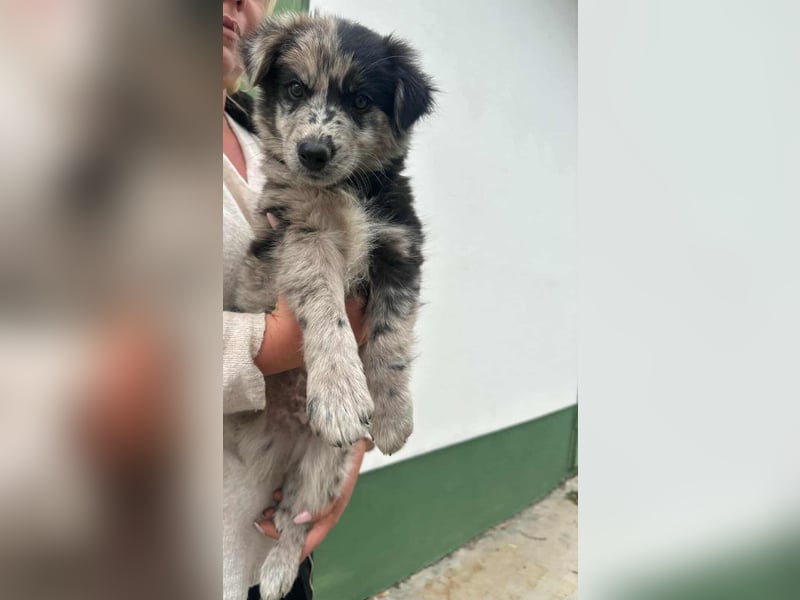 Charly, geboren 02.07.2025, 31cm sucht seine Familie