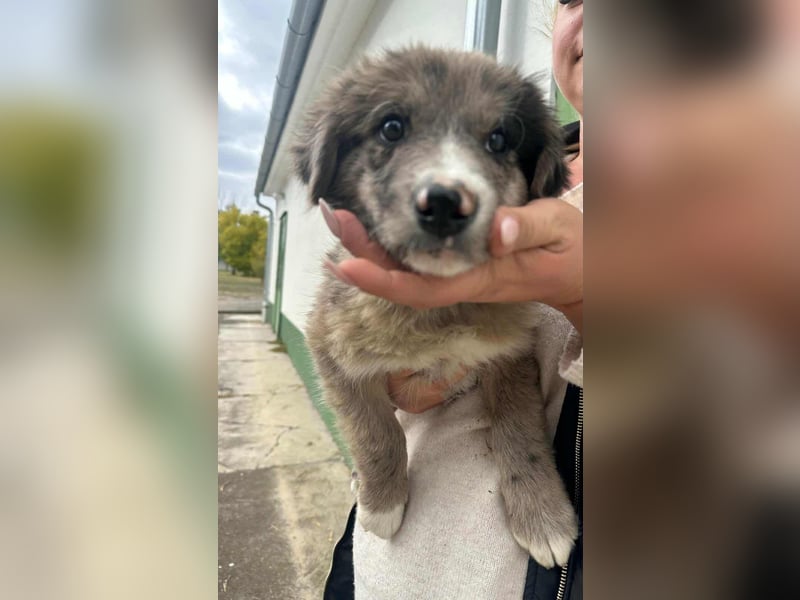 Dolfi, geboren 02.07.2025, 33cm sucht tierliebe Menschen