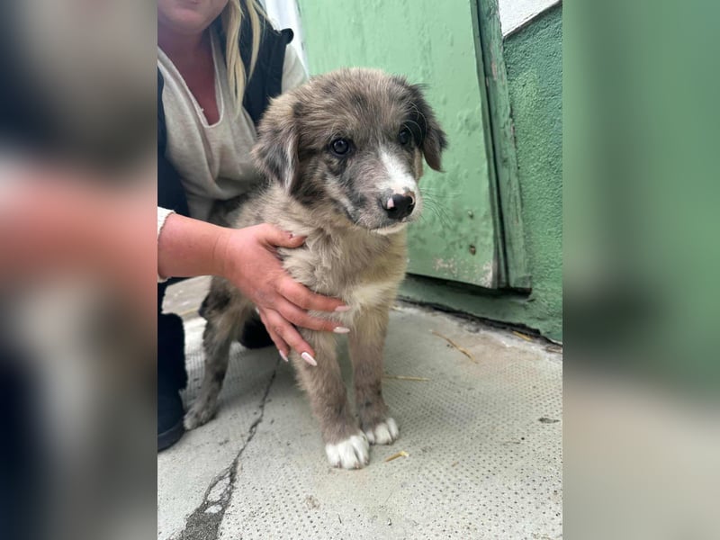 Dolfi, geboren 02.07.2025, 33cm sucht tierliebe Menschen