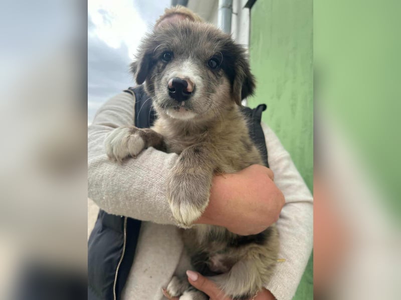 Dolfi, geboren 02.07.2025, 33cm sucht tierliebe Menschen