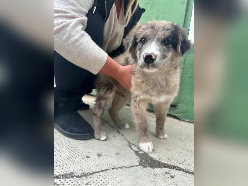 Dolfi, geboren 02.07.2025, 33cm sucht tierliebe Menschen
