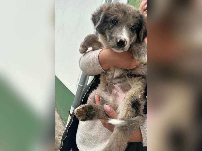 Dolfi, geboren 02.07.2025, 33cm sucht tierliebe Menschen