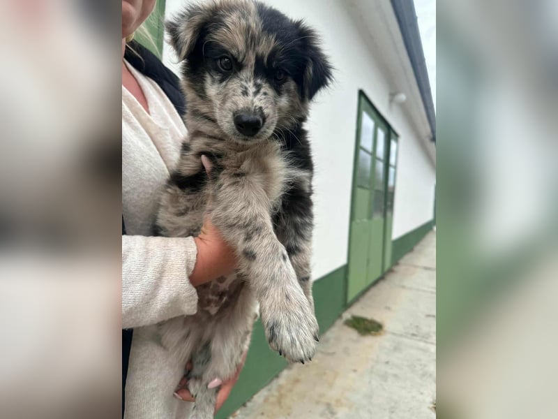 Charly, geboren 02.07.2025, 31cm sucht seine Familie